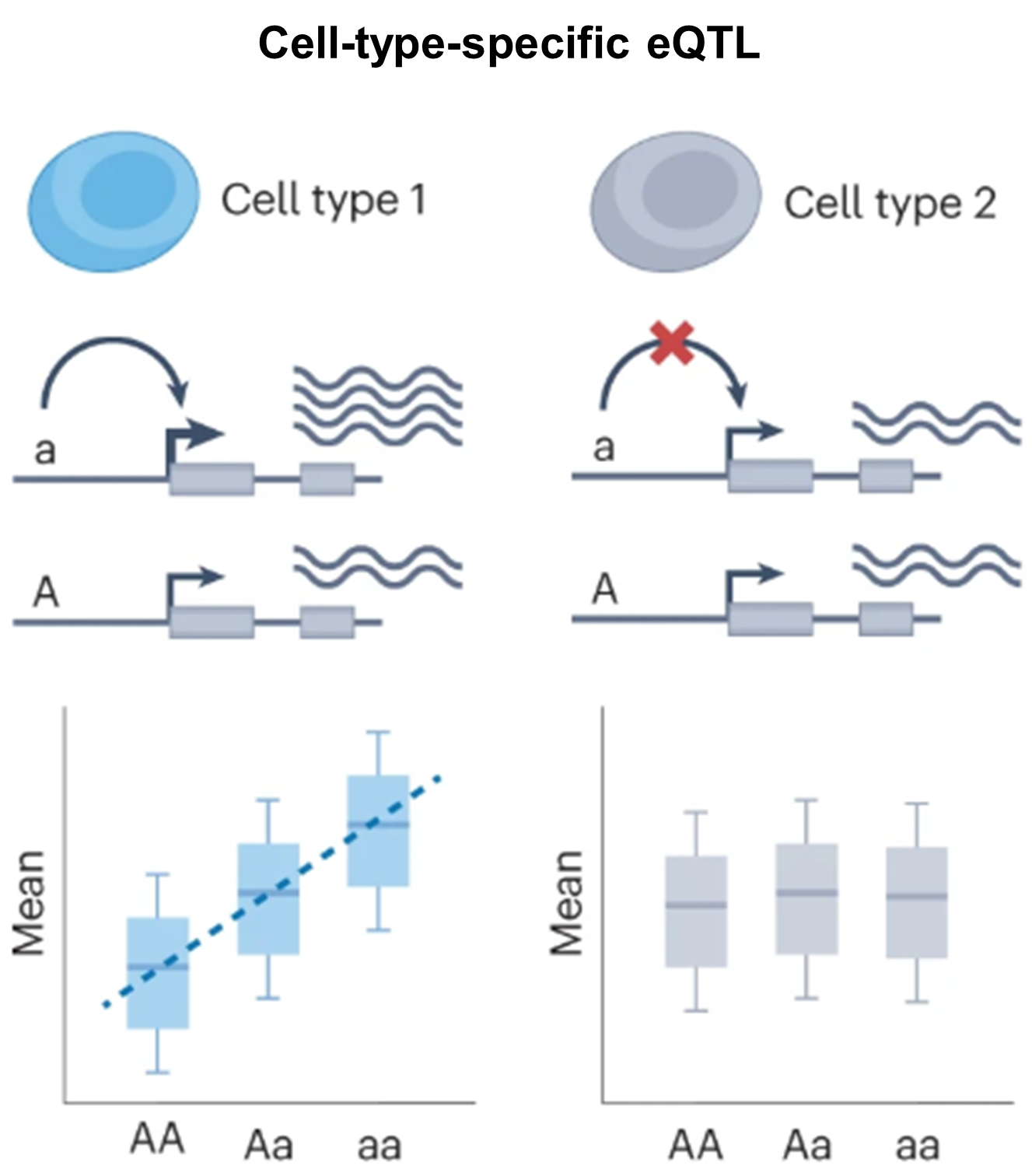 Cell-type-specific eQTL