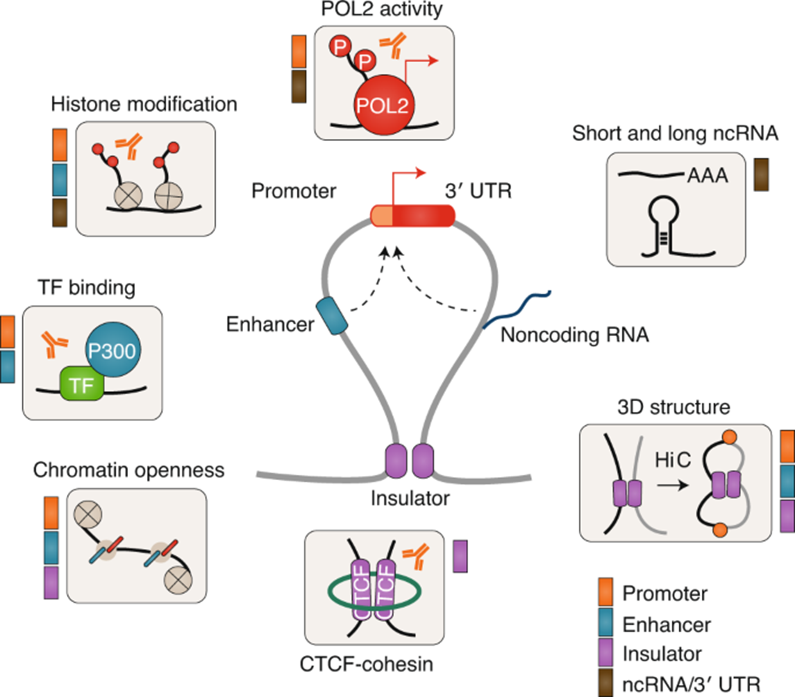 Regulatory mechanisms in non-coding DNA