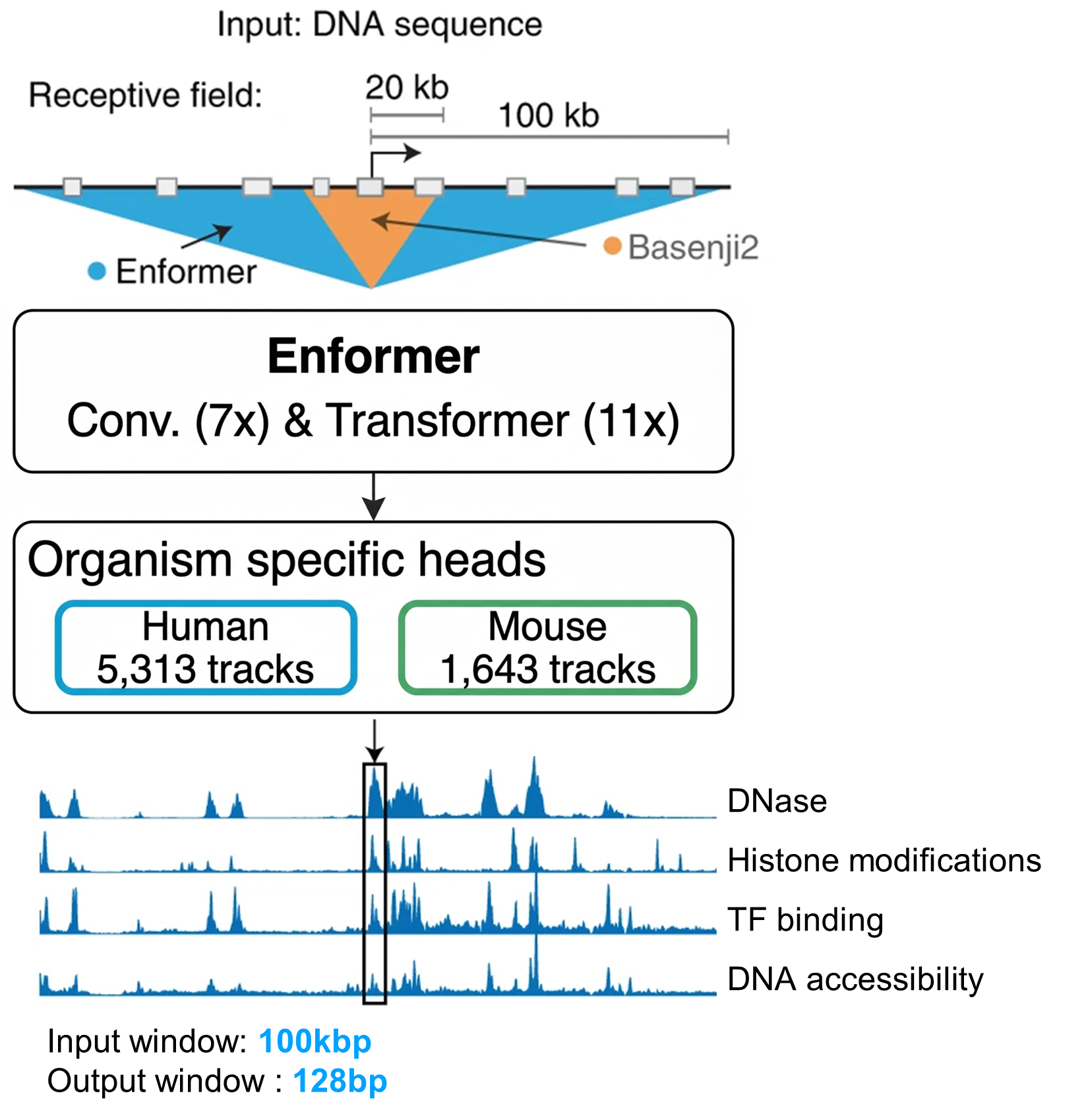 Enformer style long-context model